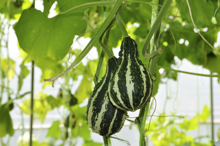 Green pumpkin growing at a Greenhouse.の写真素材