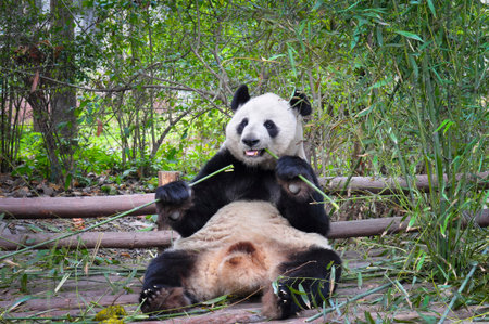 Panda eating bamboo.の写真素材