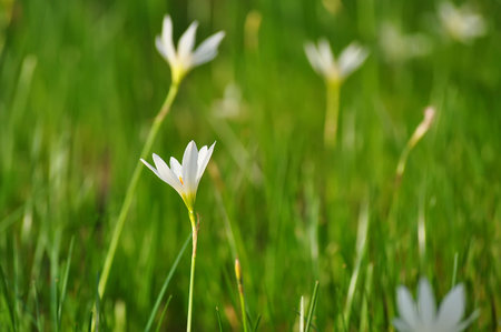 Rain lily fading into the backgroundの写真素材