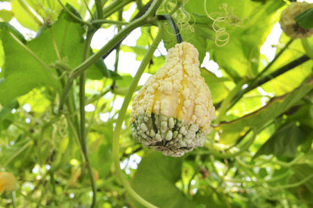 Pumpkin shaped strange in the garden.の写真素材