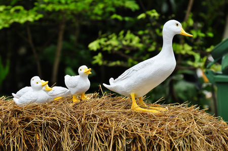 A family of doll duck in the garden.の写真素材