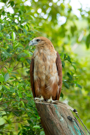 Falcon standing on a tree stump in the forest.の写真素材