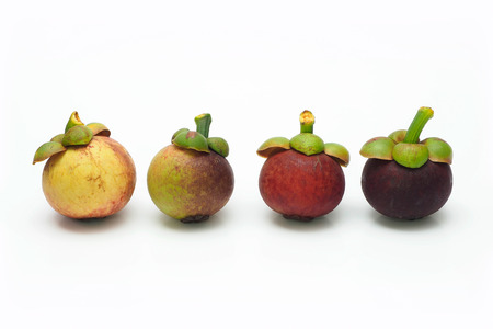 Fresh mangosteen gradually changed from raw to ripe, step by step.の写真素材