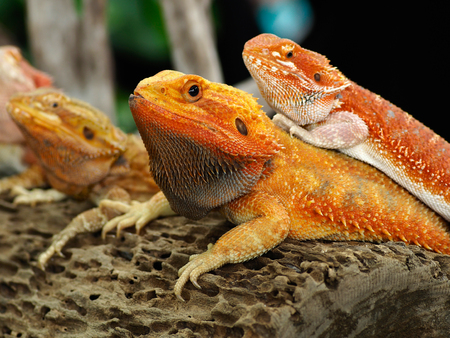 Red Bearded Dragon perched on timber, in the natural habitat. close-up photos, skin surface rough.の写真素材