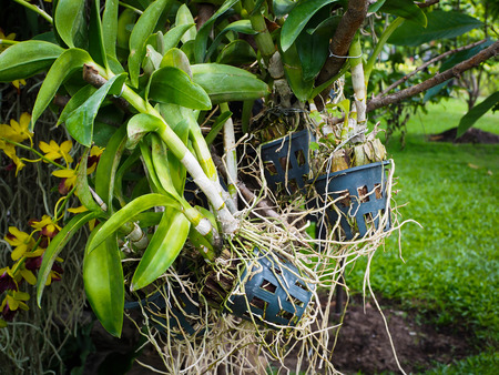 Close up of a orchid roots in a plastic pot in the garden.の写真素材
