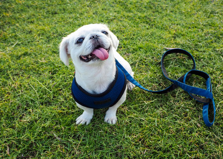 The white pug dog with leash sitting on the green grass, Waiting command.の写真素材