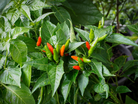 Red hot chili peppers on the tree in organic farm.の写真素材