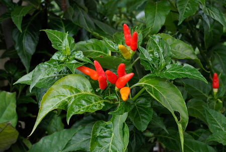 Red hot chili peppers on the tree in organic farm.の写真素材