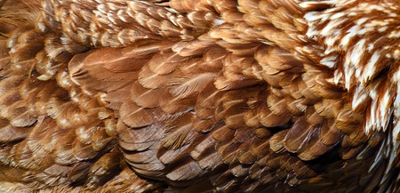 plumage of the common domestic chickenの写真素材