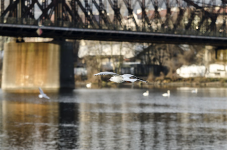 seagulls flying over the Vltava River in Pragueの写真素材