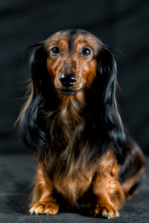 portrait of a close-up Dachshund on a dark backgroundの写真素材