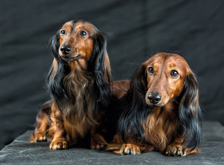 close-up portrait of two Dachshund on a dark backgroundの写真素材
