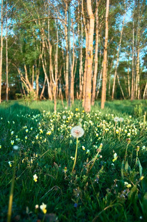 single dandelion on meadow with treesの写真素材