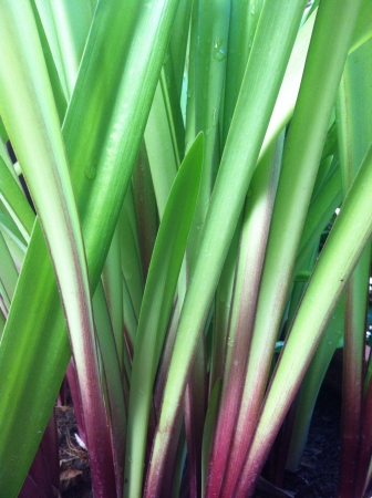 Leaf stalk backgroundの素材