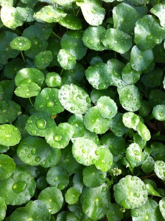 Green leaf backgroundの素材