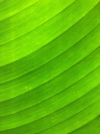 Green leaf backgroundの素材
