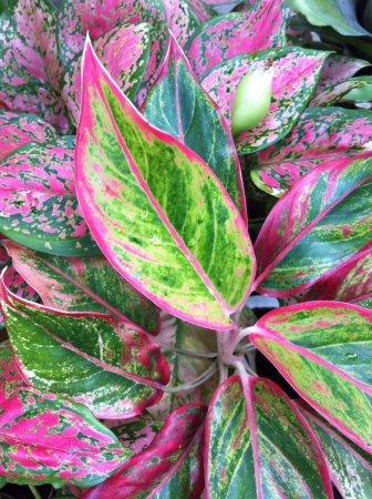 Colorful leaf backgroundの素材