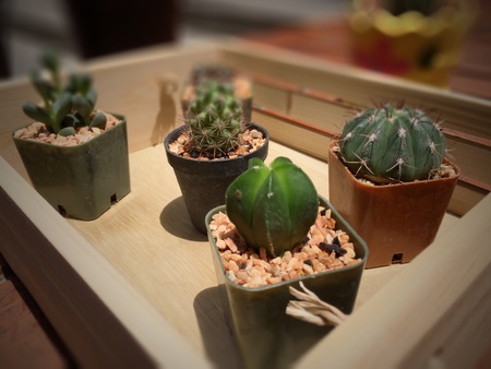 Cactus in utility wood retro styleの素材