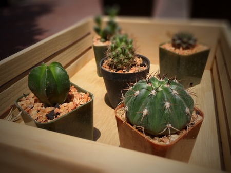 Cactus in utility wood retro styleの素材