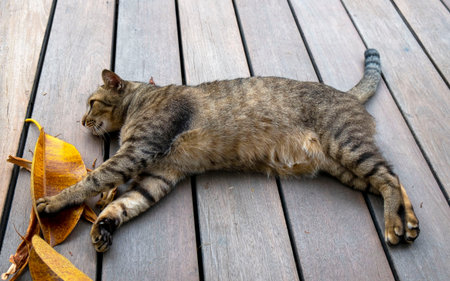 Photo of cute Asian cat sleeping on a wooden floor in the afternoon happily.
