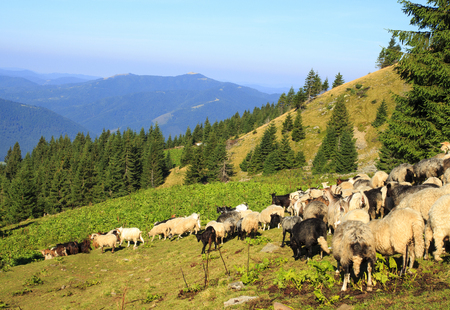 Herd of sheep in the mountains. beautiful mountain scenery, the Carpathian Mountains, Nature in the mountains,の写真素材