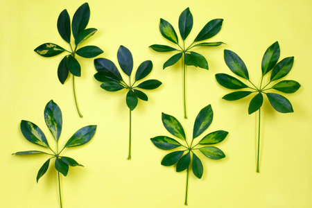 Tropical leaves on pastel yellow background. Jungle leaf close up.Botanical nature concepts.Floral...