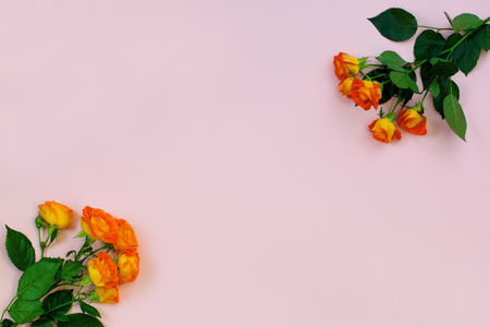 Background of a bouquet of beautiful fresh vivid orange roses tinged with red for celebrating Valentine's, an anniversary, birthday or Mothers Day and free space for text on pink backgroundの写真素材