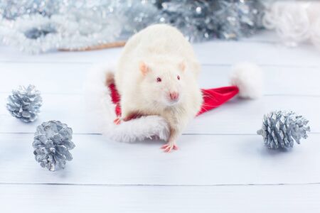 Christmas card symbol of the year 2020 a rat in a Santa hat looks out of a Christmas wreath on a white backgroundの写真素材