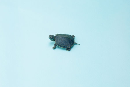 Tiny or small child of turtle with tiny shell on blue background. European pond turtle or terrapin...