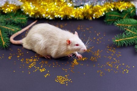 Cute white rat on christmas black background, the christmas mouse. Symbol of the new year 2020 in the Chinese calendar. New year and Christmas concept.の写真素材