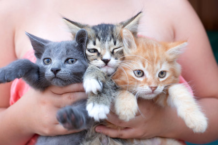 Teenage girl holding three cute kittens in her arms. Domestic animal.の写真素材