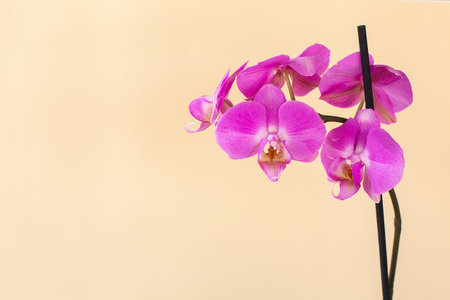 Beautiful gentle Orchid flower head on beige background.の写真素材