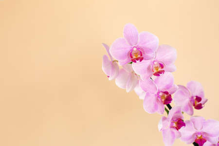 Beautiful gentle Orchid flower head on beige background.の写真素材