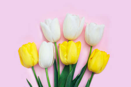 White and yellow tulips flowers on pink background.の写真素材