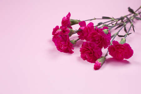 Pink carnations on pink background. Mothers Day background.の写真素材