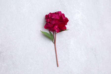 One big red peony flower on stone background.の写真素材
