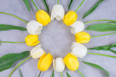 White and yellow tulips flowers circle frame on grey background.