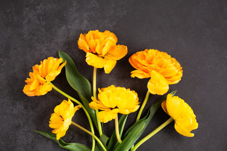 Bouquet of yellow tulips flowers on dark background.