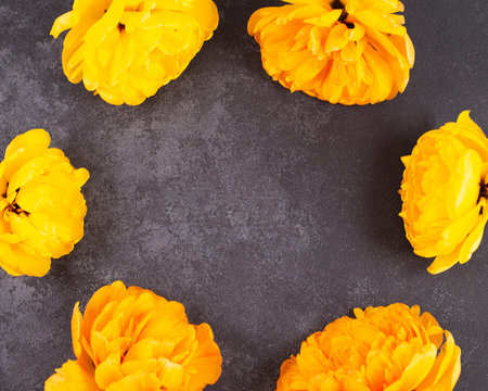 Frame of yellow tulips flowers on dark background.