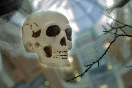 A human skull side view on the branches of a tree, from which a spiders web hangs.の写真素材