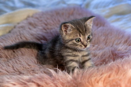 British Shorthair gray kitten stands on a pink blanket