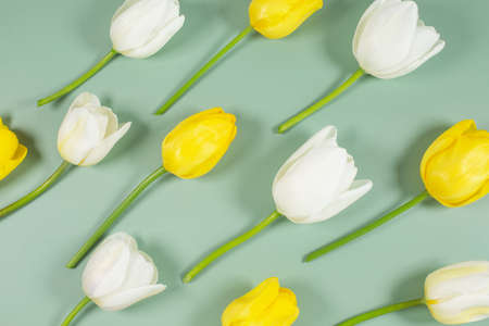 White and yellow tulips flowers pattern on green background.の写真素材