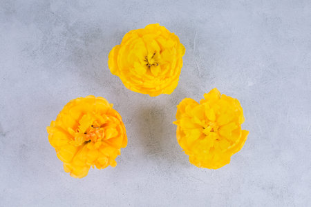 Three buds lush Yellow beautiful flowers tulips on a concrete background.