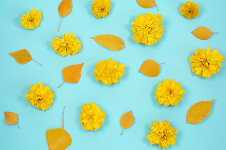 Yellow chrysanthemum flowers and fallen leaves on a blue background.の写真素材