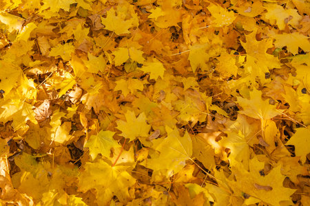 Natural autumn fallen yellow maple leaves on ground. Fallen leaf fall season.
