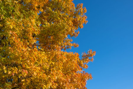 Bright yellowed oak leaves in fall against clear blue sky. Copy space