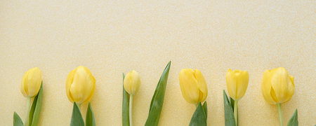 Yellow tulips on light glitter background. Bannerの写真素材