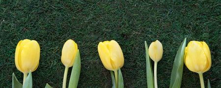 Yellow tulips on green grass. Minimal flat lay concept.の写真素材