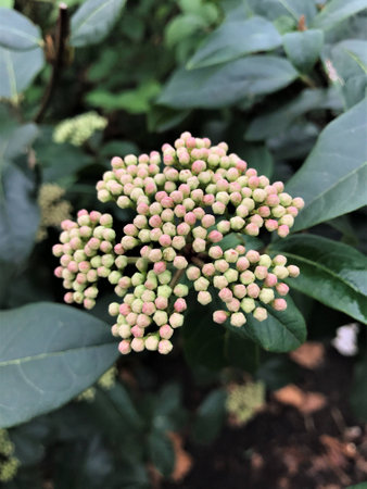 pink and light-green hexagonal flower buds before bloom in the middle of thick evergreen leavesの写真素材