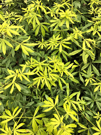 overlapping evergreen bush and shrubbery leaves in multiple shades of greenの写真素材